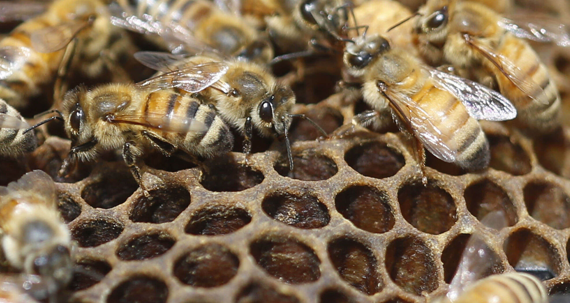 World Bee Day